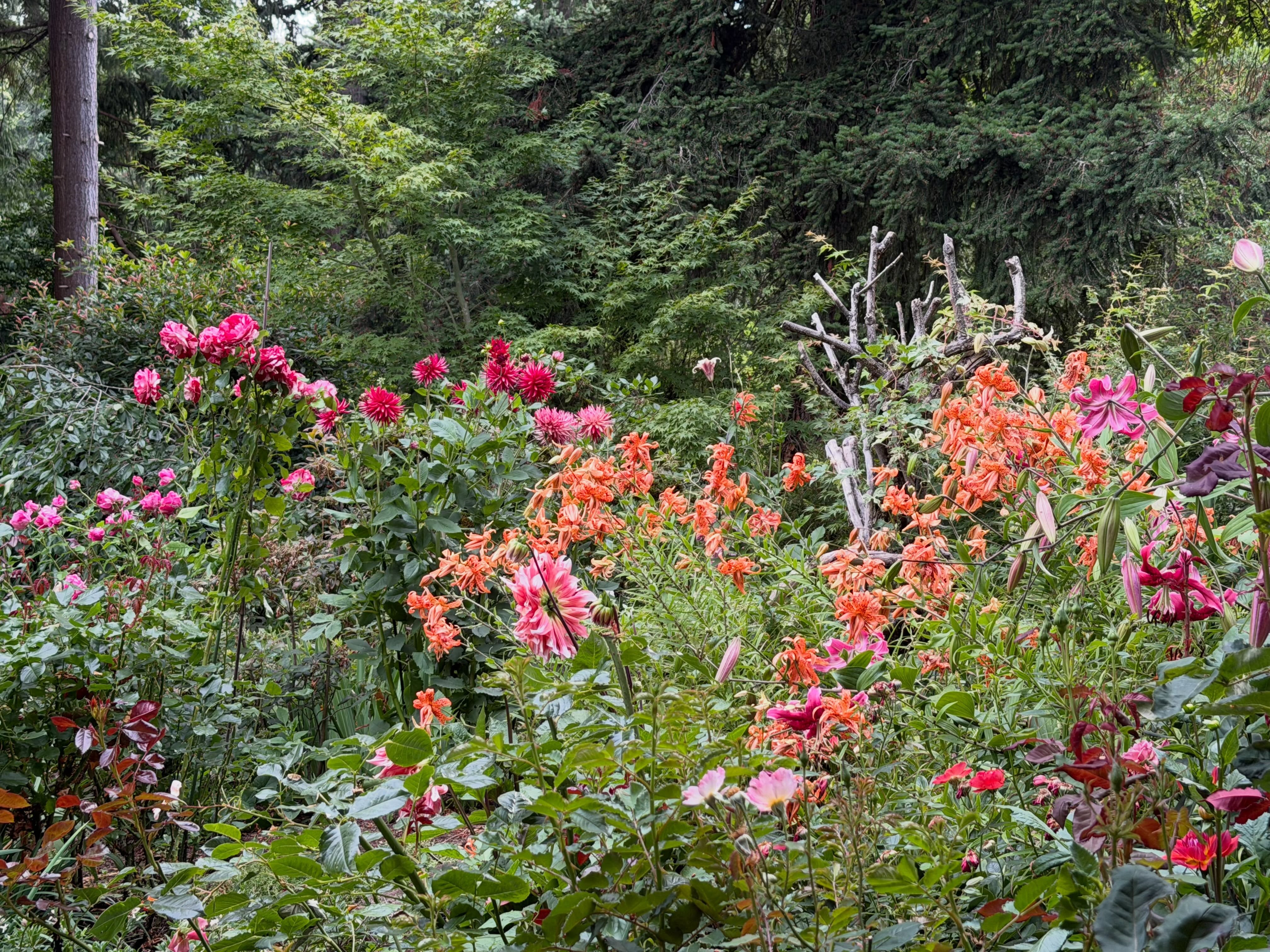 Jacob’s personal photograph of his ornamental garden
